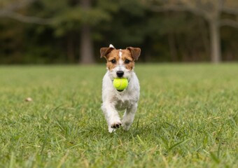 Happy Jack Russell Terrier Running in a Green Field with a Tennis Ball in Mouth