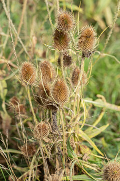 Dryed, spiny flower heads of wild teasel (Dipsacus fullonum). Common weed with decorative seedheads. Use in floristry. 