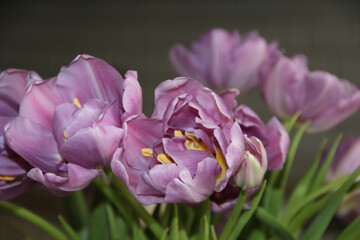 Obraz premium Close Up of Blooming Purple Tulips on Blurred Bokeh Background