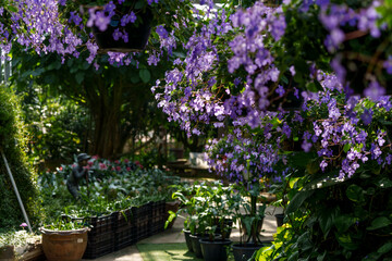 Fototapeta premium A garden landscape with purple Streptocarpus flowers in full bloom.