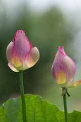 Two Pink Lotus Flower Buds Before Blooming