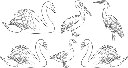 Naklejka premium Water bird line art collection featuring swan pelican heron and goose detailed outline illustration set