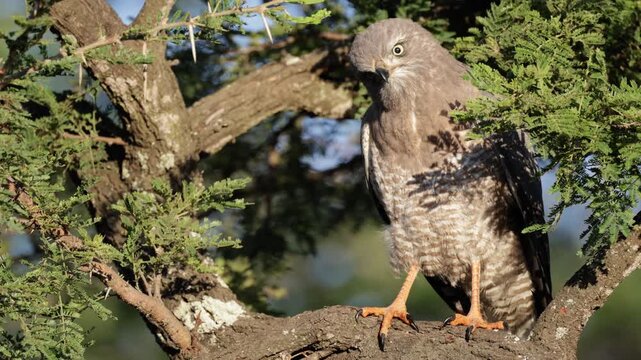 A juvenile Dark chanting goshawk calling