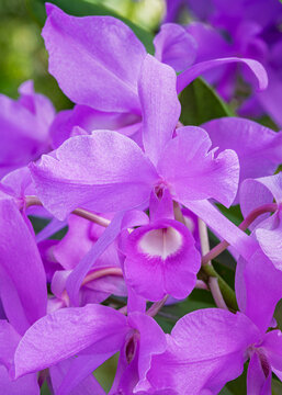 Closeup view of bright purple pink and white flowers of cattleya bowringiana orchid blooming outdoors in natural light