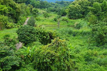 Obraz premium Aerial view of forest in the mountains with countryside road in rainforest of Thailand