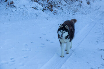 husky dog portrait in the snow