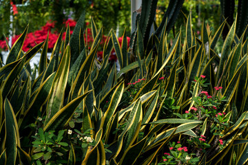 A close-up of the shimmering green leaves of Dracaena trifasciata (Sansevieria) basking in the sunlight.