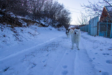 husky dog portrait in the snow
