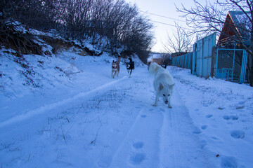 husky dog portrait in the snow