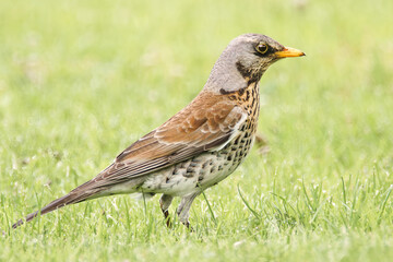 Wacholderdrossel auf der Wiese