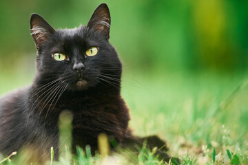 Fototapeta premium Close up portrait of cat with green eyes resting peacefully in garden