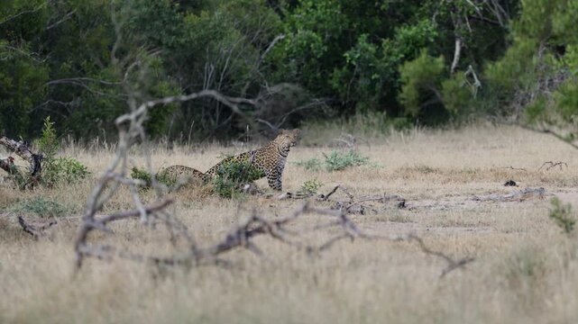  a leopardess and her cub