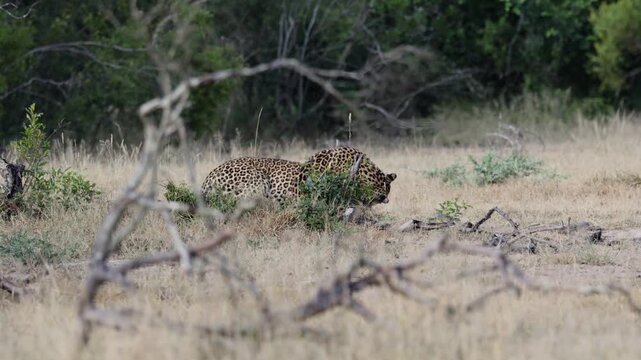  a leopardess and her cub
