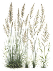 Fototapeta premium Carex plant vector set sedge grass botanical illustration isolated transparent