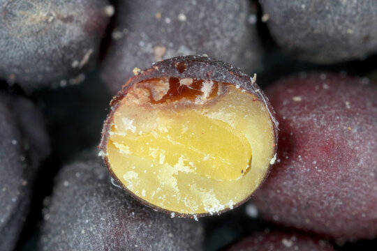 A cross-section of rapeseed seed damaged by mites, Acaridae. Important pests of stored dry plant products.
