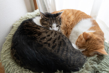 窓辺で眠る可愛い二匹の猫