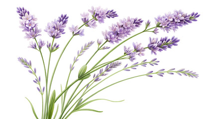 Obraz premium Purple lavender flowers blooming in soft natural light on white background
