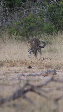 Vertical video, a leopard was seen by a blue wildebeest