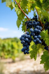 Naklejka premium Lush purple grapes hanging on vine in sunny vineyard with green leaves