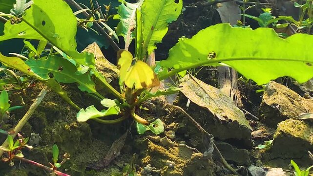 Common grass yellow butterfly Eurema hecabe resting on green leaf Bangladesh, bright yellow wings macro view.