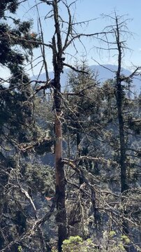 Vertical shot of monarch butterfly fluttering through highaltitude pine trees in Mexican sanctuary, ideal for nature and conservation documentaries