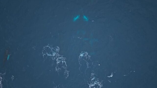 Close-up drone footage shows a few whales from above as they surface to breathe. Bubbles rise beneath the water moments before they break the surface, revealing their powerful movement.