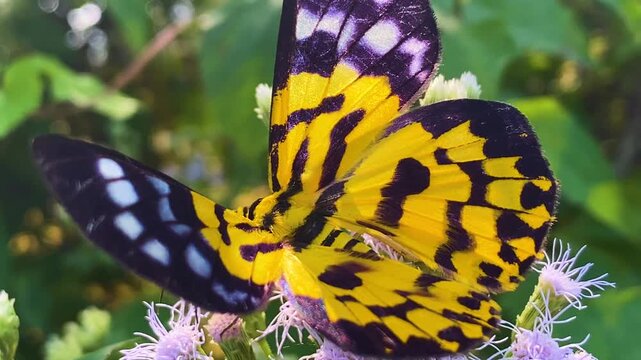 False tiger moth Dysphania militaris resting on purple siam weed flower Bangladesh, yellow black wings.
