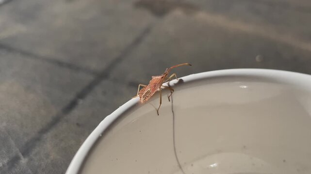 Close-up footage of a leaf-footed bug slowly moving along the edge of a small porcelain bowl. The insect advances calmly,highlighting its long antennae and delicate movements against a soft background