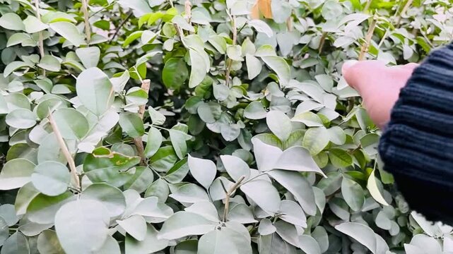 Outdoor, hand and person by bush of plants for sustainability, eco friendly or horticulture. Nature, garden and closeup of botanist touch green leaves for connection in park for ecology environment.