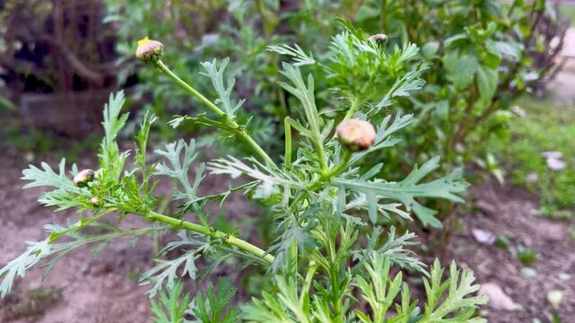 Early growth stage of the Sunflower Bud Before Blooming. Day time.