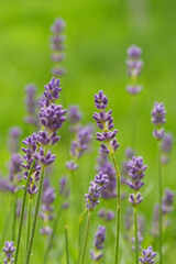 Obraz premium Purple Lavender Bloom in Vibrant Green Field, Close-Up View, Perfect for Spring and Summer, Floral Beauty, Nature Scene