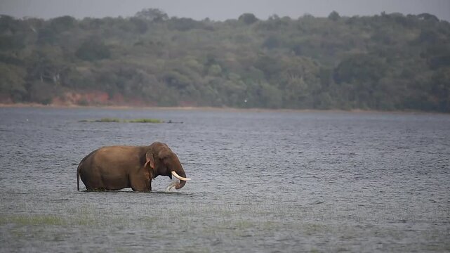 Majestic wild Asian tusker elephant washing and feeding on aquatic grass in a lake, striking the plants against the water to clean them before eating. Rare wildlife behavior from Minneriya, Sri Lanka.