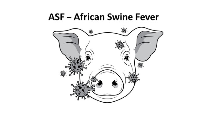 African Swine Fever (ASF) virus illustration with pig head, depicting viral infection in livestock and swine industry.
