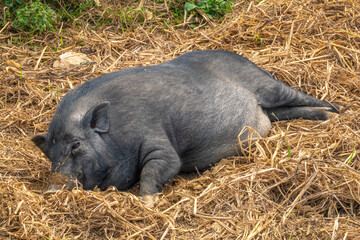 Closeup of a pig in the Khmu village of Ban Sop Kong, near the banks of the Ou River (Nam Ou), Nong Khiaw, Laos © Luis