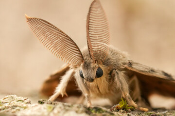 Closeup on a pale colored Gypsy moth, Lymantria dispar sitting on wood looking like a bat with it's antennae © Henk