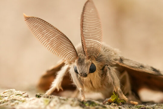 Closeup on a pale colored Gypsy moth, Lymantria dispar sitting on wood looking like a bat with it's antennae