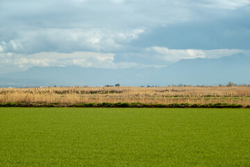 Green Field with Dry Grass Row and Mountain Landscape Photo