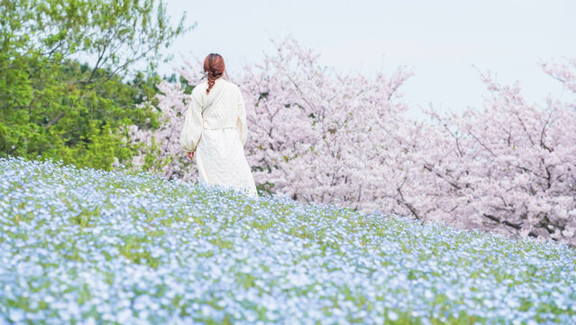 Girl view sakura and Nemophila flowers at Uminonakamichi, Fukuoka