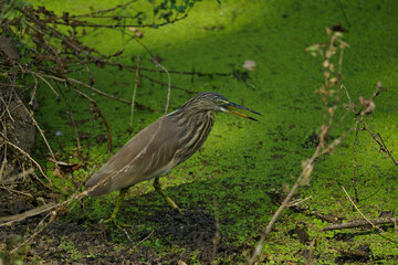 An Indian Pond Heron (Ardeola grayii), also known locally as the paddybird. 