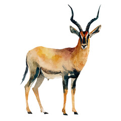 Antelope, watercolor drawing vector, isolated on a white background. © F-ART