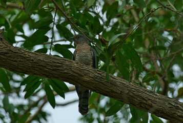 A Common Hawk-Cuckoo (Hierococcyx varius), a medium-sized bird resident in the Indian subcontinent. 