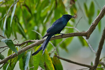 A Black Drongo (Dicrurus macrocercus)