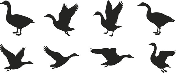 Silhouettes of geese in flight and standing positions, black bird shapes showing diverse wing movements and natural posturesSilhouettes of geese in flight and standing positions  ©  jahanara