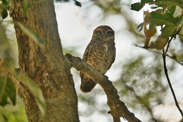 Obraz premium A Spotted Owlet (Athene brama) small owl on tree branch