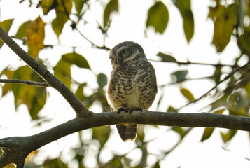 A Spotted Owlet (Athene brama) small owl