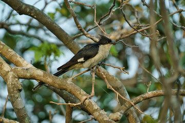 A Jacobin Cuckoo, also known as the Pied Cuckoo or Pied Crested Cuckoo. 