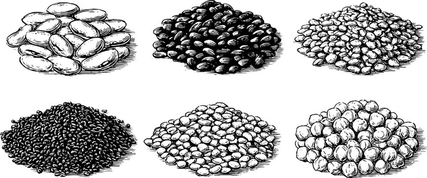 Vintage engraved illustration of dried beans and lentils set for retro design