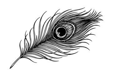 Abstract peacock feather black and white vector illustration © MD