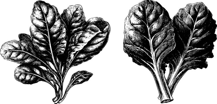 Vintage engraved sketch set of spinach bunch and kale leaf for retro design