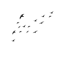 Flock Of Bird Flying Silhouette 